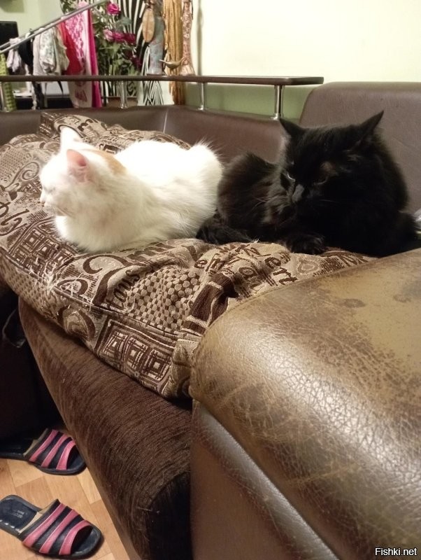 Это правда! У нас чёрный кот и белая кошка. Когда их фотаешь вместе - либо кот чёрным пятном без глаз и ушей, либо кошка засвечена. Вот они)