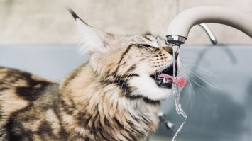 Кот пытается попить воду из-под крана