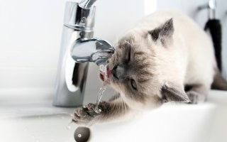 Кот пытается попить воду из-под крана