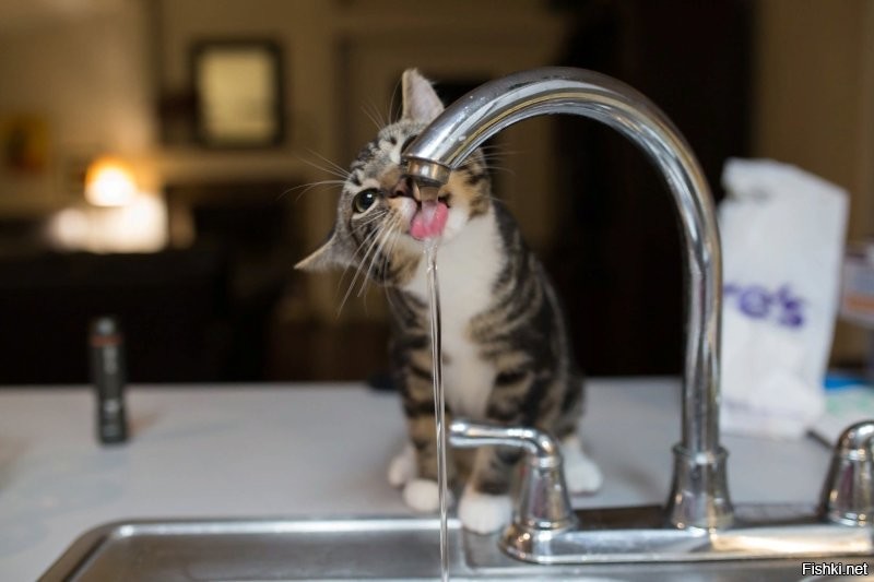 Кот пытается попить воду из-под крана