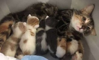 Молодая и счастливая мать