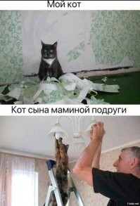 Пушистый мойщик посуды