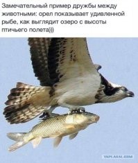 Это из разряда