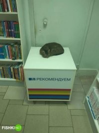 А что означают полоски внизу стенда? Даже пи.рилы не догадались перемешать спектр