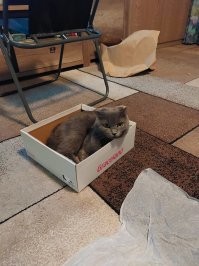 Да ,нам в ветеринарке тоже так сказали. Нам подарили котейку ,наверное помесь британца с кем то, 
 вислоухая. 
 Тетка визг подняла дескать такие кошки не имеют быть в Германиях.
 Говорю прибейте, вот при детках и прибейте.
 Таки зарегистрировала и пачпорт выдала.
 Ждем прибавления скоро. Ниже фотка 8 месяцев назад.