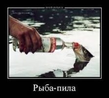 Рыба-пила попыталась атаковать собак на берегу