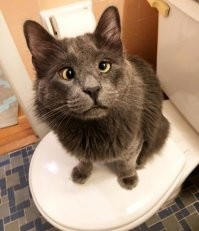 Кореш Беларуса?