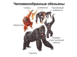 Автор гиббонов обидел.
Они самые далекие от человека из ЧЕЛОВЕКОПОДОБНЫХ обезьян (см.рис). Все же прочие обезьяны еще гораздо дальше от человека.