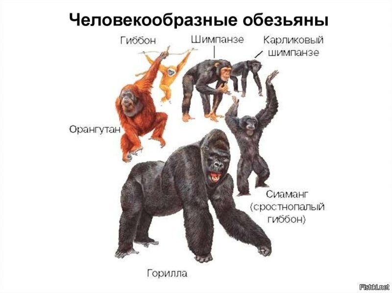 Автор гиббонов обидел.
Они самые далекие от человека из ЧЕЛОВЕКОПОДОБНЫХ обезьян (см.рис). Все же прочие обезьяны еще гораздо дальше от человека.