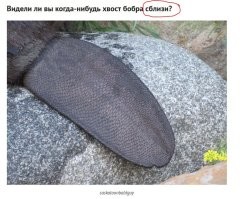 "Сблизи" конечно шедевр...