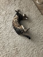 Котики, которые смогли познать дзен