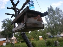 Пришлось отдать  птючке...