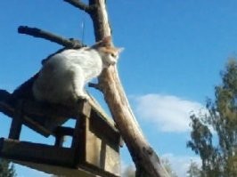 Пришлось отдать  птючке...