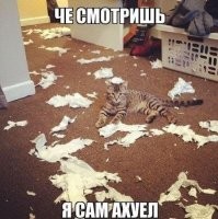 «Мастера вызывали?»: наглый котик показал главный минус натяжных потолков