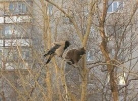 Кормушки для особенных птичек