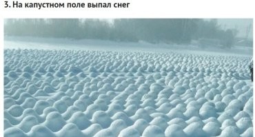Вспомнилось,как в советские времена во время учебы в техникуме ездили  помогать колхозам собирать урожай. Морковку старались до снега убрать,а капусту часто из снега выкапывали..