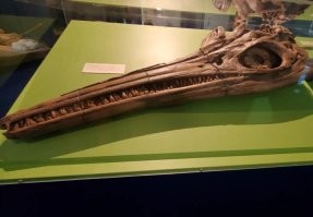 Ихтиозавр имел в глазу кольцо из костей, которые были нужны для регулирования перепадов давления при быстром плавании и погружении.