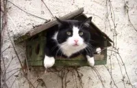 Чик-чирик, ёпта!