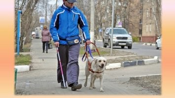 Собака-поводырь для слепого на поводке, да ещё таком длинном - это глупость.
Водитель может и не увидеть этого поводка.
"Сбруя" у такого помощника должна быть такой: