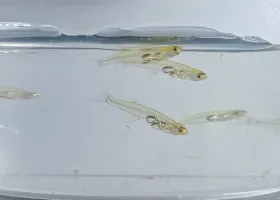 Как моя бывшая жена