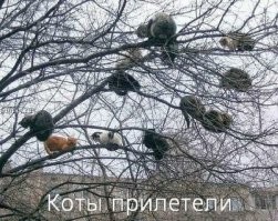 Коты прилетели
.
Не-а. Вот