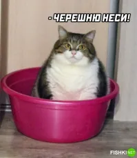 Коту черешню? Мсье явно знает толк...