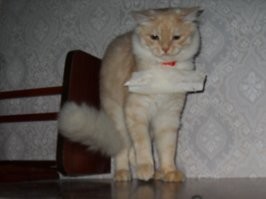 Кот попал в ловушку наклейки