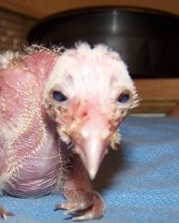 Как это выглядит на самом деле: