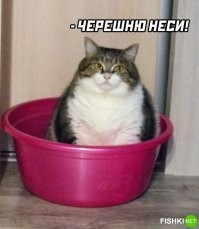 Для черешни рано, сначала черемша.