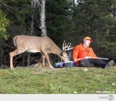 В Приморском крае косуля пришла за помощью к людям