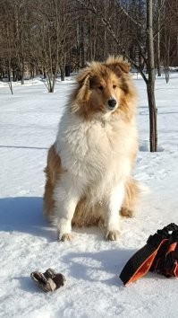 А моя юная леди старательно обходит каждую лужу. Сейчас вообще гулять невозможно стало