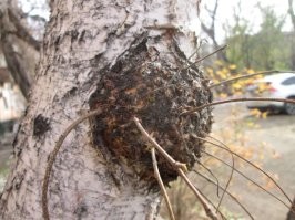 Никакой это не улей! Это капа на дереве. Нарост, болезнь древесины. Но при правильной обработке и шлифовке получается неимоверная красота. Мастера, работающие с древесиной ценят такое и делают поразительные вещи.