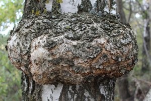 Никакой это не улей! Это капа на дереве. Нарост, болезнь древесины. Но при правильной обработке и шлифовке получается неимоверная красота. Мастера, работающие с древесиной ценят такое и делают поразительные вещи.