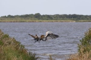 А вот из свеженького. Такое фото можно сделать наверное один раз в жизни...если повезет. Фотография рыси, набросившейся на пролетающую цаплю.