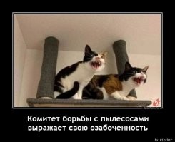 Кот спрятался от пылесоса хозяйки