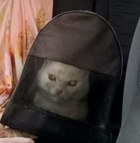 Едем к ветеринару.