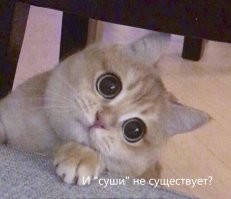 Забудьте всё, что вы знали о Сиба-ину. Это самая примитивная порода собак, и она разрушит вашу психику