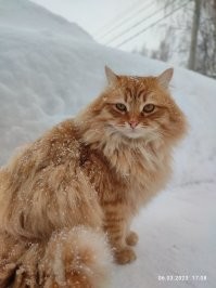 Мой рыжий в январе умер , лейкоз, непомерная тоска .