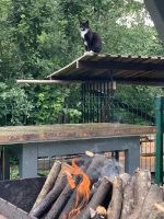 Вот один из главных подозреваемых , причем я даже не знаю чей это и откуда он постоянно появляется , стоит мне мангал разжечь так он тут как тут .