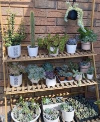 Кактусу явно не 3 года , 18 может быть но не 3 , у меня такой же стоит на подоконнике , похож почему то на погнутый член :) у сына стоит примерно тоже самое это золотой кактус ему только 10 лет и размеры еще маленькие .