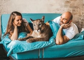 В этубе есть несколько каналов, где большие кошки живут в домашней обстановке. Я изредка смотрю-два.  Пума Месси из Пензы. И пантера Луна из Сибири.В обоих случаях, звери взяты в дом еще в младенчестве. Хочется верить, что до трагедии это никогда не дойдет.