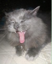 Чо мой звездюк выражает хз)))