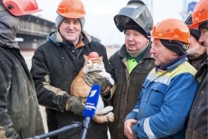Котики-ремонтники