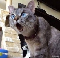 Упоротые объявления знакомств с сюрпризом