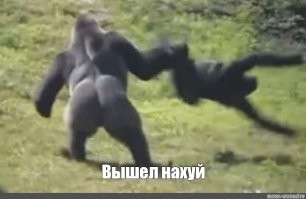 Кошка не позволила обезьяне  залезть в дом