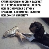 Берег отрубленных ног: ученые раскрыли тайну кроссовок со ступнями людей у берегов Канады