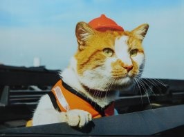 Кот "Мостик" талисман строителей Крымского моста