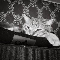 А вот нынешний демон