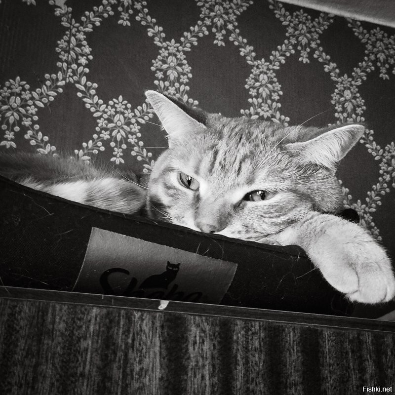 А вот нынешний демон