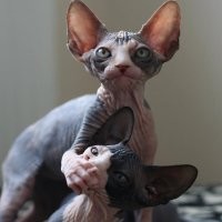 «Пойдем отсюда»: человек вмешался в кошачьи разборки